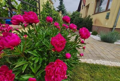 Vila spațioasă și recent renovată în Ghiroda! - 26