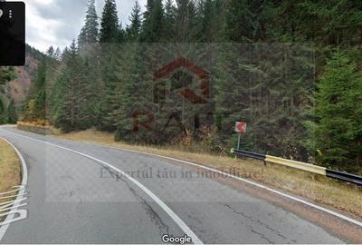 Teren extravilan tip pădure de vânzare 500 mp Arefu Transfăgărășan - 3