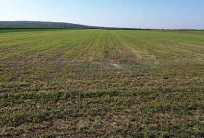 Teren intravilan de vanzare, 66400 mp, langa Oradea, Bihor - 16