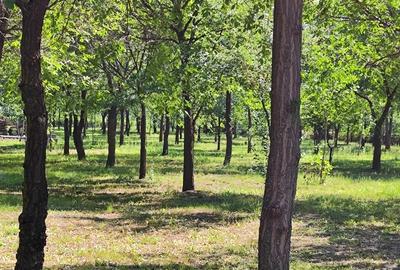Loturi constructie intre 80-95 Euro/mp - Afumati, Strada Padurii - 10