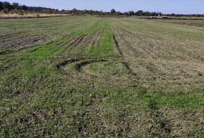 FARA COMISIOANE teren extravilan aproape de padure 5054mp merita vazut - 2