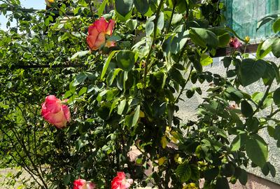 Casa Breaza , zona centrala , 500mp teren drept ,toate utilitatile - 22