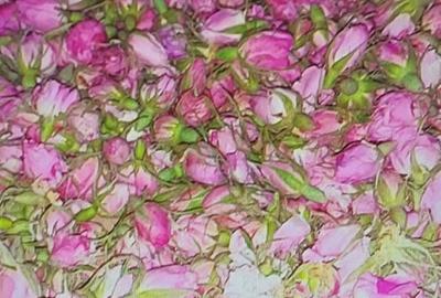 TEREN CU PLANTAȚIE DE TRANDAFIRI ,,ROSA DAMASCENA,\ \CARANSEBEȘ\JUD.CS - 13