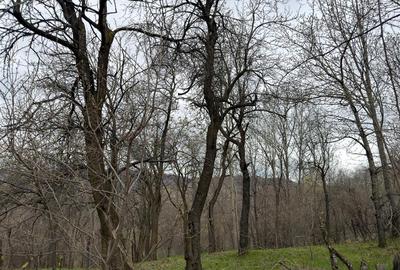 Teren intravilan 1518 mp, constructie, Sotrile, Prahova - 24 EUR/mp - 10