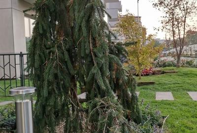 REA1028386 Apartament de 3 camere cu gradina - 10