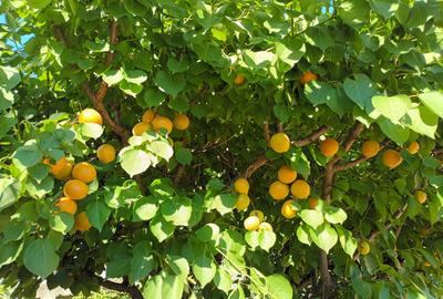MAGURELE, Vila an 2012 S+P+E+M, Sutila 315mp, garaj, foisor, centrala proprie - 17