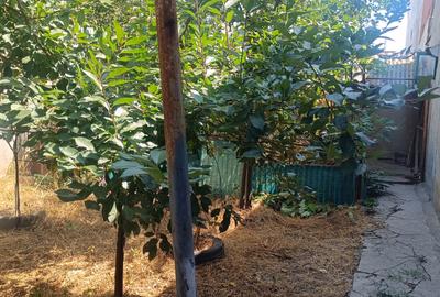 Lumina, teren intravilan, poziționat între case - 1