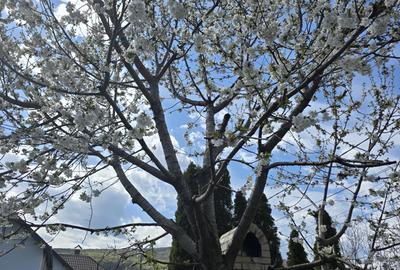 Cladire mica in zona liniștită  - valoarea este in teren - 3