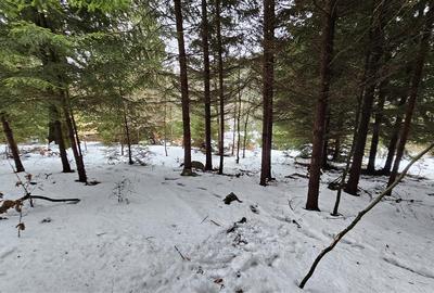 Teren superb extravilan in apropiere de Poiana Brasov - 7