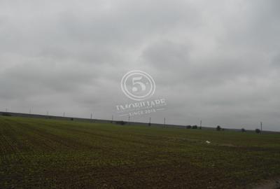 Teren intravilan, Cornetu, Ilfov – 5.590 mp - 6