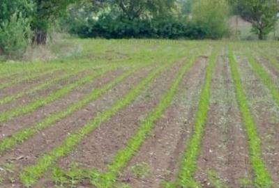 La Soseaua Principala (Braila-Buzau) Teren 9000 mp deschidere 120m  Lacu Sarat - 3