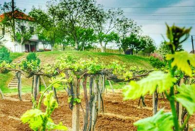 Investiție rară în Bihor - 14