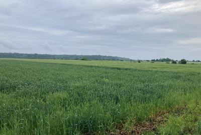 Vand teren intravilan in Sabareni, jud Giurgiu - 4