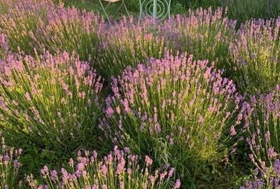 Casă individuală cu 3 camere în Tunari