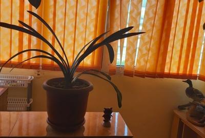 Etaj 3 - Alexandru - Olimp - Apartament 3 camere - mobilat - 12
