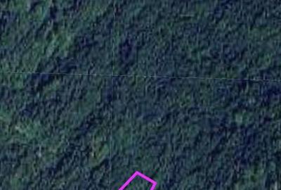 Teren pădure 64000 mp Pietroasa spre Boga - 4