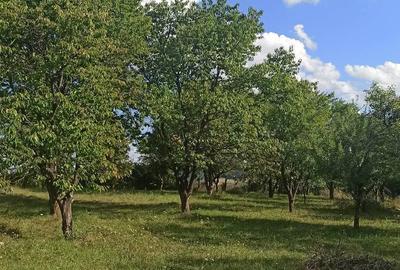 Casa de vacanta cu teren 1.2 ha - 1