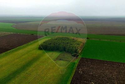 Ferma agro-industrială – 43 ha Adunații Copaceni - 10