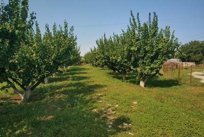 Ferma cu hale 3000 mp si teren 12000 mp, 30 km de Constanta