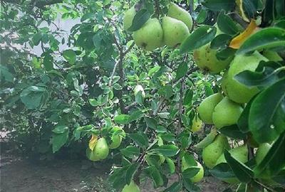 Casă 200mp + teren 2745mp la 30km Bucuresti - preț ajustat pentru vânzare rapidă - 14