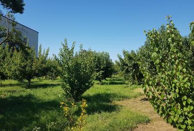 Petresti - Corbeanca 4648 mp intravilan desch. 33 m, utilitati, acces asfaltat - 15