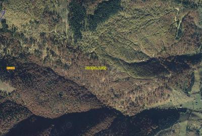 Teren extravilan de 50000 mp, în Rucăr