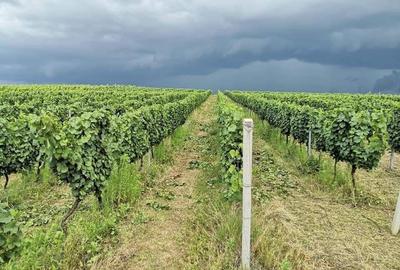 Afacere Investitie Vie 4 Hectare 40 km de Oradea - 2