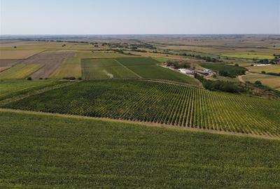 Afacere Investitie Vie 4 Hectare 40 km de Oradea - 1