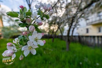 Casa in inima statiunii Covasna, cu gradina, vie si pomi fructiferi - 10