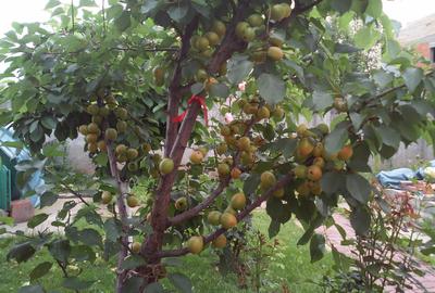 MAGURELE, Vila an 2012 S+P+E+M, Sutila 315mp, garaj, foisor, centrala proprie - 18