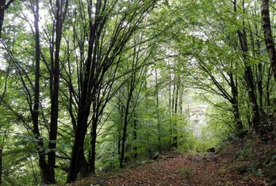 Proprietate rară în inima Retezatului – 5.700 mp teren intravilan - 3