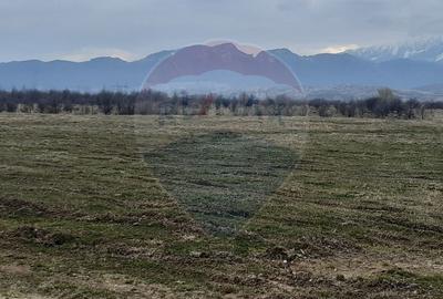 Teren 10,000mp Rasnov / Drumul Panicel - 6