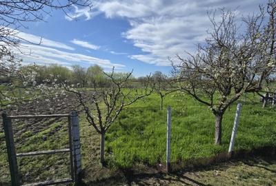 TEREN INTRAVILAN -1300 mp CURTISOARA - 5