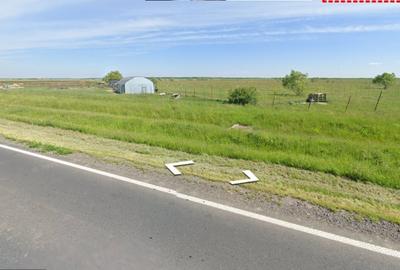 Vindem 10 Ha teren,fosta livadă de afine,Sintea Mare,Arad Oportunitate Unica - 4