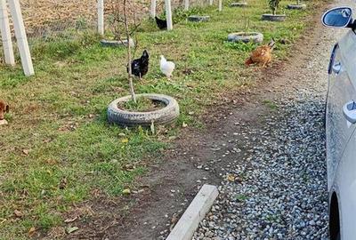 Teren extravilan de 700 mp, în Șura Mare