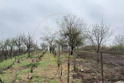 De vânzare 2 Case de vinificație cu Teren 4108 mp - Grădina Viilor - Carei - 9