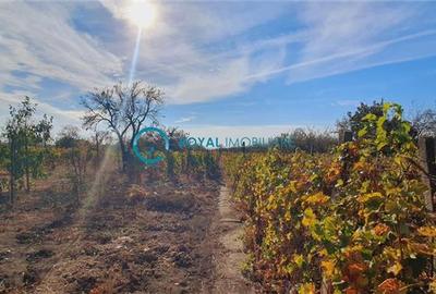 Royal Imobiliare-Vanzare Vila-Valea Calugareasca - 4