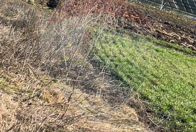 DE VANZARE Teren intravilan Moara Vlasiei, Caldarusani - 4