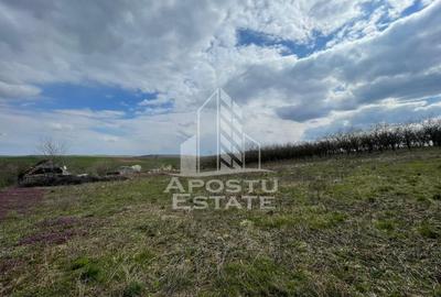 Teren intravilan pentru investitie, 2896 mp, Herneacova Timis - 5