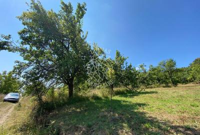 Teren intravilan 1300 mp-Viile cu Pomi-Unirea-Exclusiv - 4