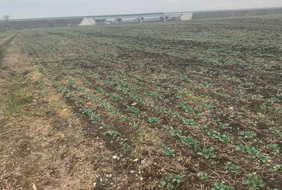 Teren agricol intravilan de 4000 mp, în Dimieni