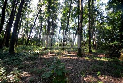 Corbeanca - Padure Petresti, 6000 Mp, Teren Unic, 52 Deschidere, Utili - 3