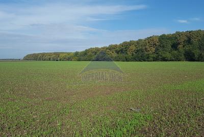 Vanzare teren 24.000 mp, la padure, Dascalu - Runcu - 2