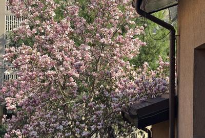 Vila ideala pentru 1-2 firme, gradinita, cresa sau 2 familii - 17