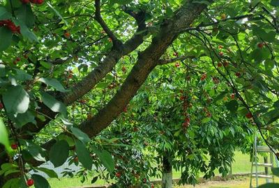 Vila de vanzare 260 mp cu anexe 40 mp si teren 1600 mp - 16