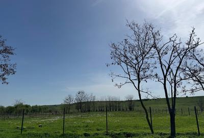 Propietar, vand teren 1508 mp Ianova - 5