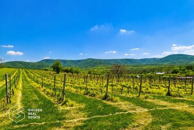 1,35 hectare vie pe rod (Cabernet si Merlot), Siria - 4