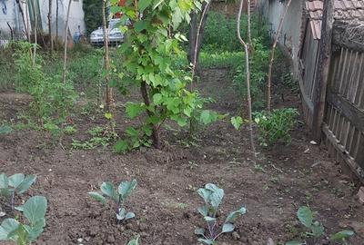 Casa singur in curte in Apoldu de Jos , la 35 km de Sibiu! - 41