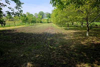 Teren intravilan 4,516mp Doina - 29