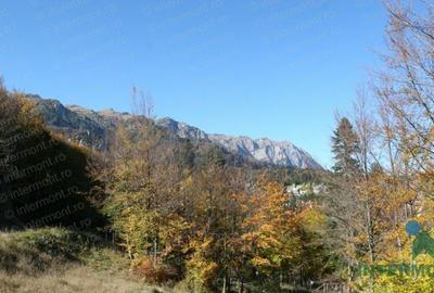 Teren Sinaia - 1